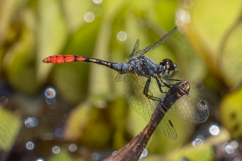 Nannophya australis male.jpg